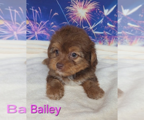 Medium Photo #3 Yorkipoo Puppy For Sale in AZLE, TX, USA