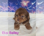 Small #2 Yorkipoo