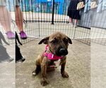 Small #4 Mountain Cur Mix