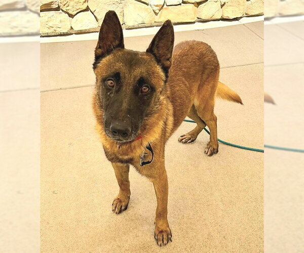 Medium Photo #2 Mutt Puppy For Sale in Sacramento, CA, USA