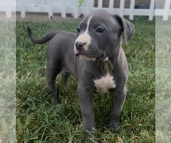 Medium Photo #1 American Bully Puppy For Sale in LEXINGTON, KY, USA