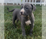 Puppy Petunia American Bully