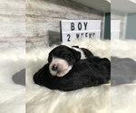 Small Photo #27 Sheepadoodle Puppy For Sale in NIXA, MO, USA