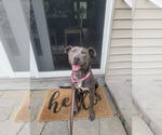 Small #2 American Pit Bull Terrier-Weimaraner Mix