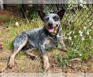 Australian Cattle Dog Dogs for adoption in Santa Cruz, CA, USA