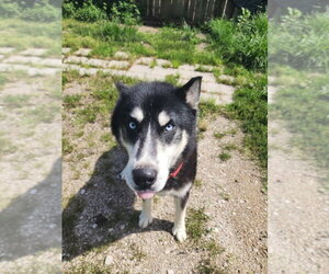 Tallon - Male Siberian Husky Dog for Adoption - Photo #4