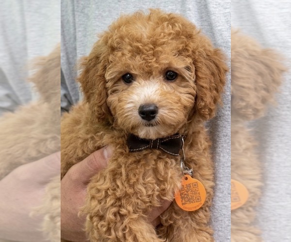 Medium Photo #1 Poodle (Toy) Puppy For Sale in MATTOON, IL, USA