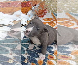 American Pit Bull Terrier-Labrador Retriever Mix Dogs for adoption in Clarkston, MI, USA