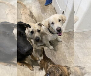Robby - Male Golden Pyrenees Dog for Adoption - Photo #3