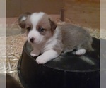 Small Photo #1 Aussie-Corgi Puppy For Sale in COLVILLE, WA, USA