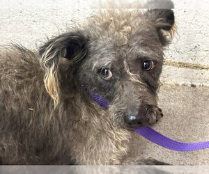 Mutt Dogs for adoption in San Bernardino, CA, USA