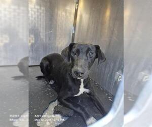Mutt Dogs for adoption in San Antonio, TX, USA