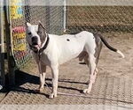Small #9 American Pit Bull Terrier Mix