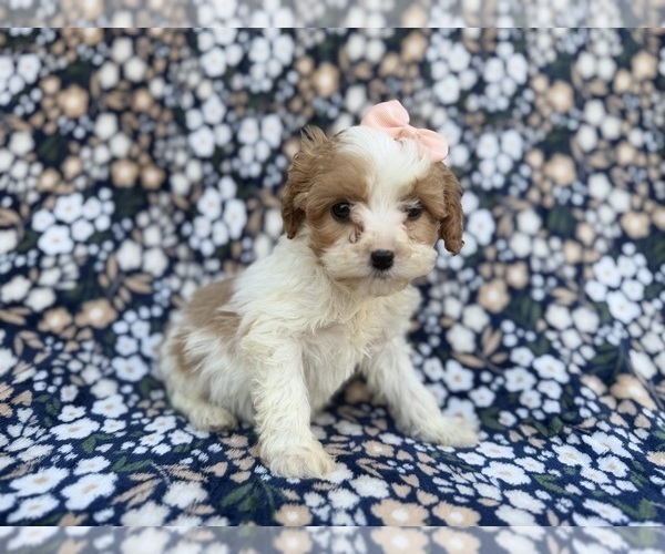 Medium Photo #5 Cavapoo (Miniature) Puppy For Sale in LAKELAND, FL, USA