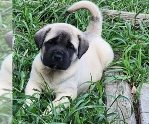 Mastiff Puppy for sale in OTTAWA, KS, USA
