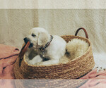 Image preview for Ad Listing. Nickname: CLOVE