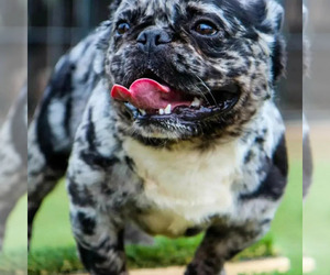 Father of the French Bulldog puppies born on 02/16/2023