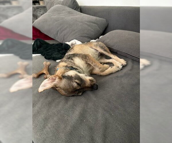 Medium Photo #7 Border Terrier-Chihuahua Mix Puppy For Sale in San Diego, CA, USA