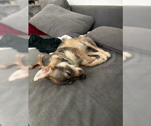 Rylo - Male Border Terrier-Chihuahua Mix Dog for Adoption - Photo #7