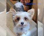 Small Photo #1 Yorkshire Terrier Puppy For Sale in CONKLIN, NY, USA
