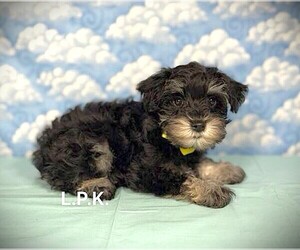Schnauzer (Miniature) Puppy for sale in WINNSBORO, LA, USA