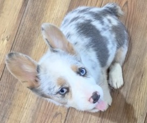 Medium Photo #1 Pembroke Welsh Corgi Puppy For Sale in MILTON, WI, USA