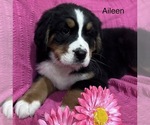 Small #11 Bernese Mountain Dog