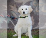 Small #3 Golden Retriever-Kuvasz Mix
