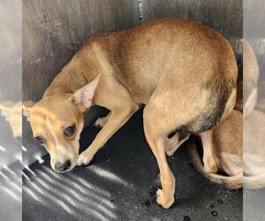 Chihuahua-Unknown Mix Dogs for adoption in San Antonio, TX, USA