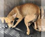 BAMBI - Female Chihuahua-Unknown Mix Dog for Adoption - Small photo