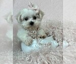 Cute maltese - Female Maltese Puppy for Sale - Photo #12