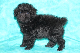 Poodle (Toy) Puppy for sale in GRAY, LA, USA