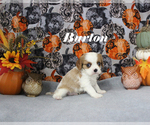 Small #11 Cavalier King Charles Spaniel