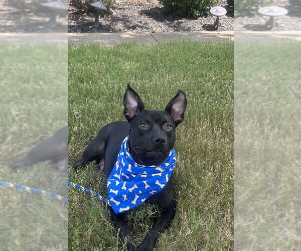 Medium Photo #4 Mutt Puppy For Sale in Munford, TN, USA