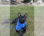 Small #3 Mutt