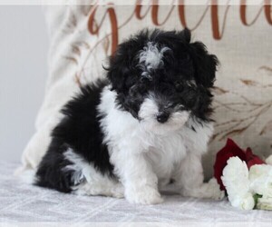 Poodle (Miniature) Puppy for sale in FREDERICKSBURG, OH, USA