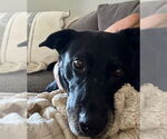 Small #8 Labrador Retriever Mix