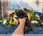 Small #2 Cane Corso