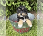 Small #1 Bernedoodle