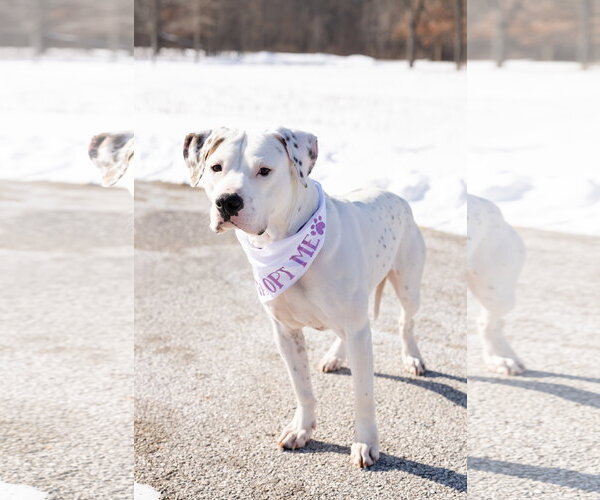 Medium Photo #2 Mutt Puppy For Sale in Crete, IL, USA
