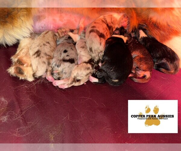 Medium Photo #1 Australian Shepherd Puppy For Sale in MODESTO, CA, USA
