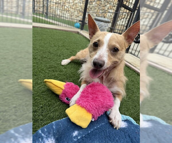 Medium Photo #1 Cairn Terrier-Cardigan Welsh Corgi Mix Puppy For Sale in Sacramento, CA, USA