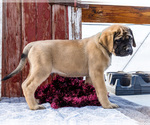 Small Photo #26 Mastiff Puppy For Sale in WAKARUSA, IN, USA