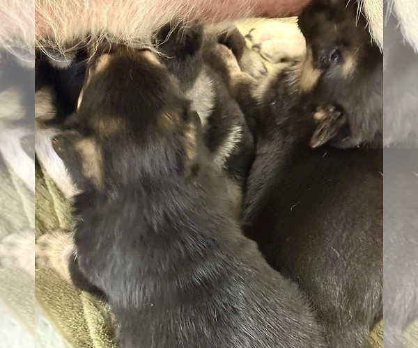 Medium Photo #11 German Shepherd Dog Puppy For Sale in BRIGHTON, CO, USA