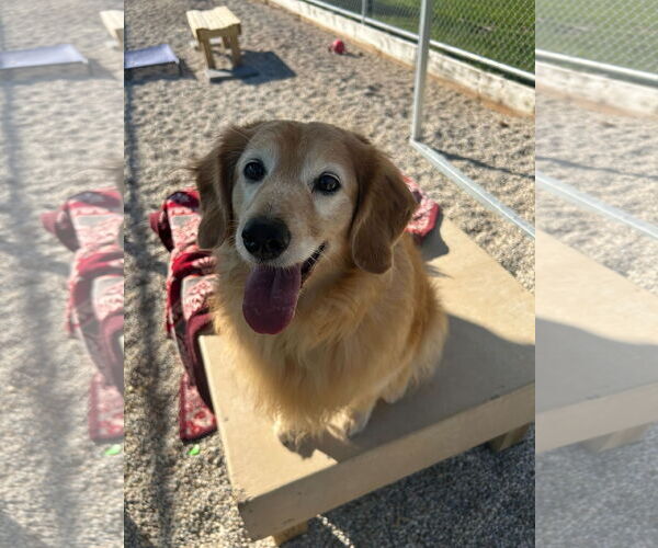 Medium Photo #2 Golden Retriever-Unknown Mix Puppy For Sale in Jefferson, WI, USA