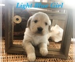 Small Photo #18 Golden Retriever Puppy For Sale in PRYOR, OK, USA