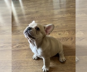 French Bulldog Puppy for sale in CEDAR RAPIDS, IA, USA