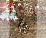 Small #7 American Pit Bull Terrier Mix