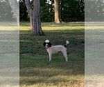 Small Photo #1 Poodle (Miniature) Puppy For Sale in HADDAM, KS, USA