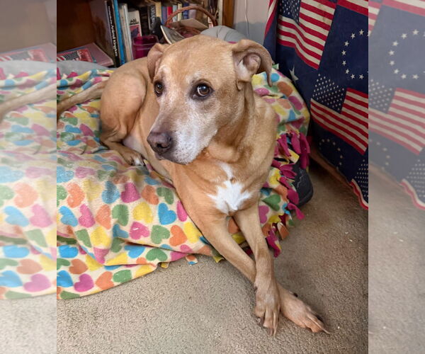 Medium Photo #2 Boxador Puppy For Sale in Wheaton, IL, USA